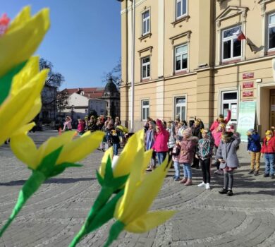 Kwitnące żonkile z akcji Pola Nadziei dla Centrum Hospicyjnego Betania - przekaż 1,5% podatku na ukończenie hospicjum w Przemyślu